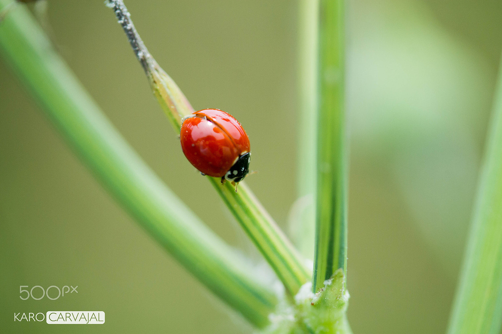Canon EF-S 60mm F2.8 Macro USM sample photo. Lady bug photography