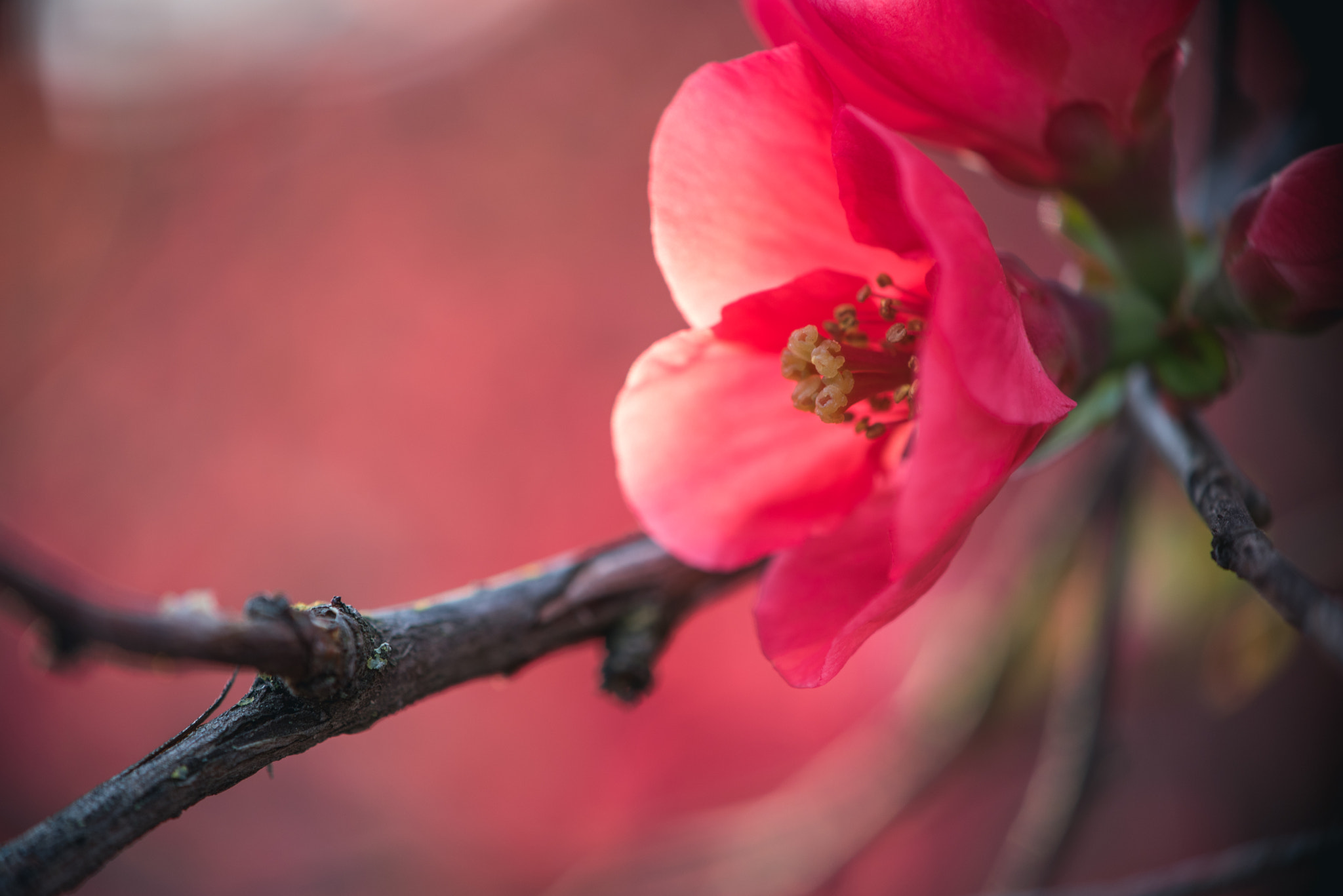 Nikon AF-S DX Micro-Nikkor 85mm F3.5G ED VR sample photo. Subtlety photography