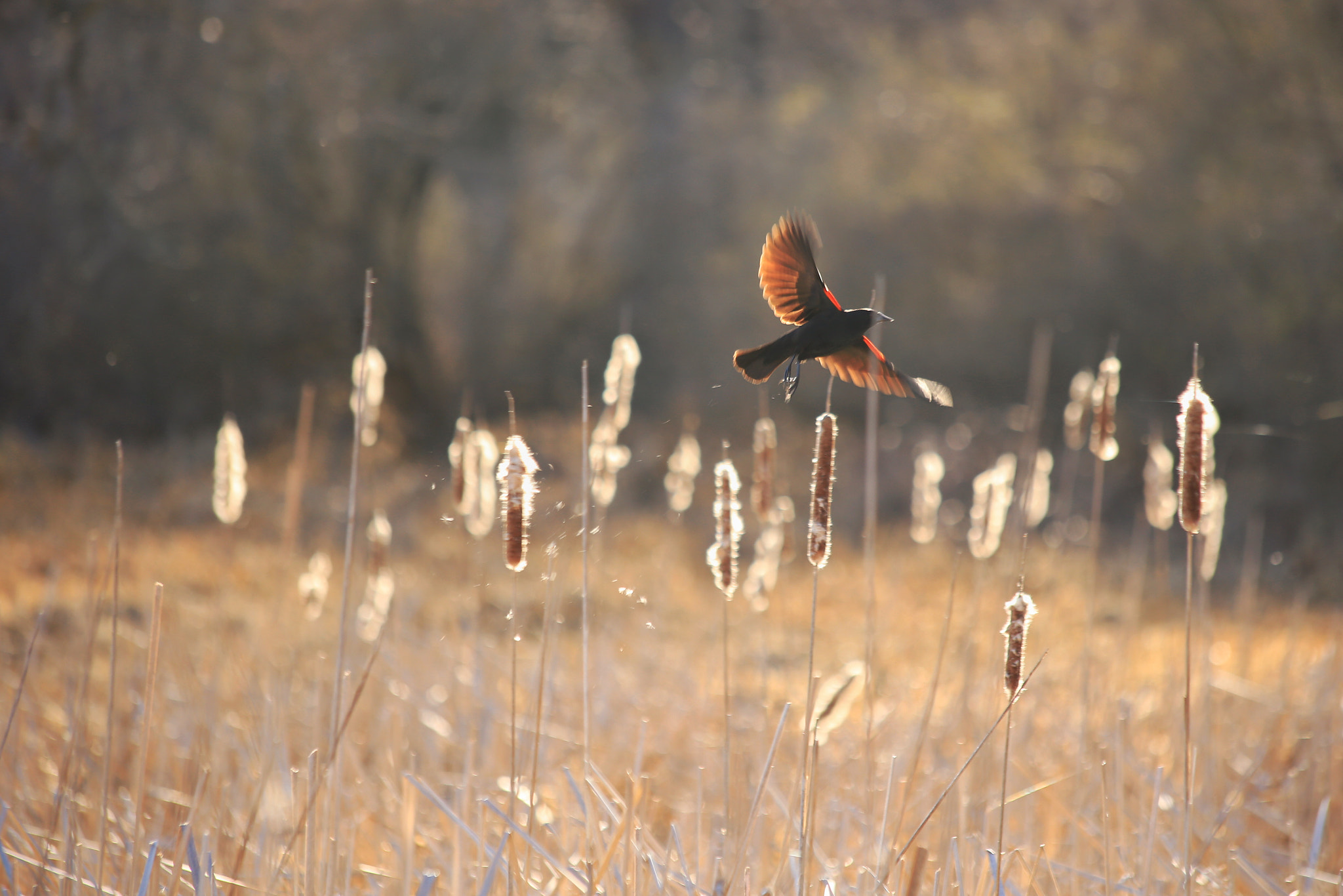 Canon EF 70-300mm F4-5.6 IS USM sample photo