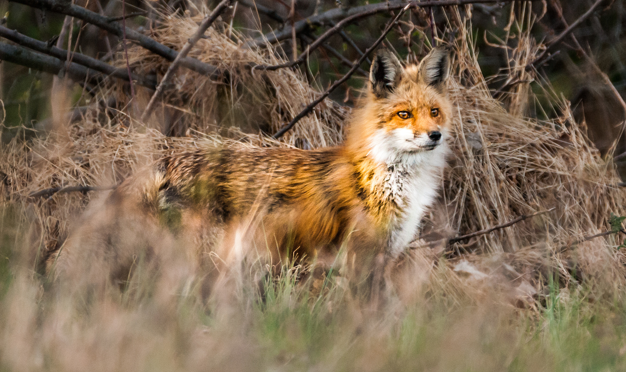 Sigma 150-600mm F5-6.3 DG OS HSM | C sample photo. The red fox photography