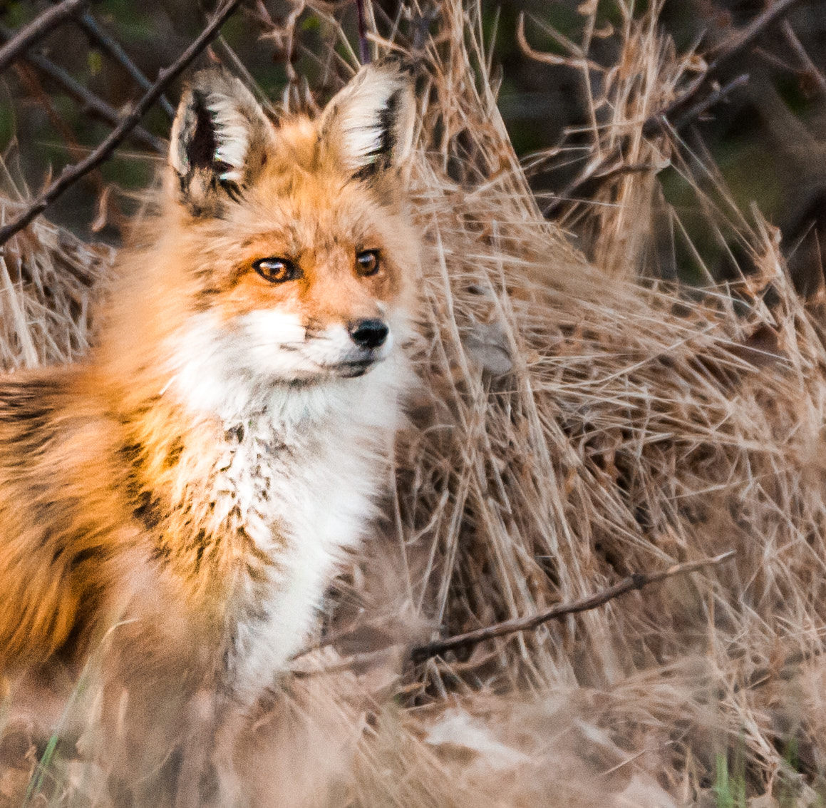 Sigma 150-600mm F5-6.3 DG OS HSM | C sample photo. The red fox photography