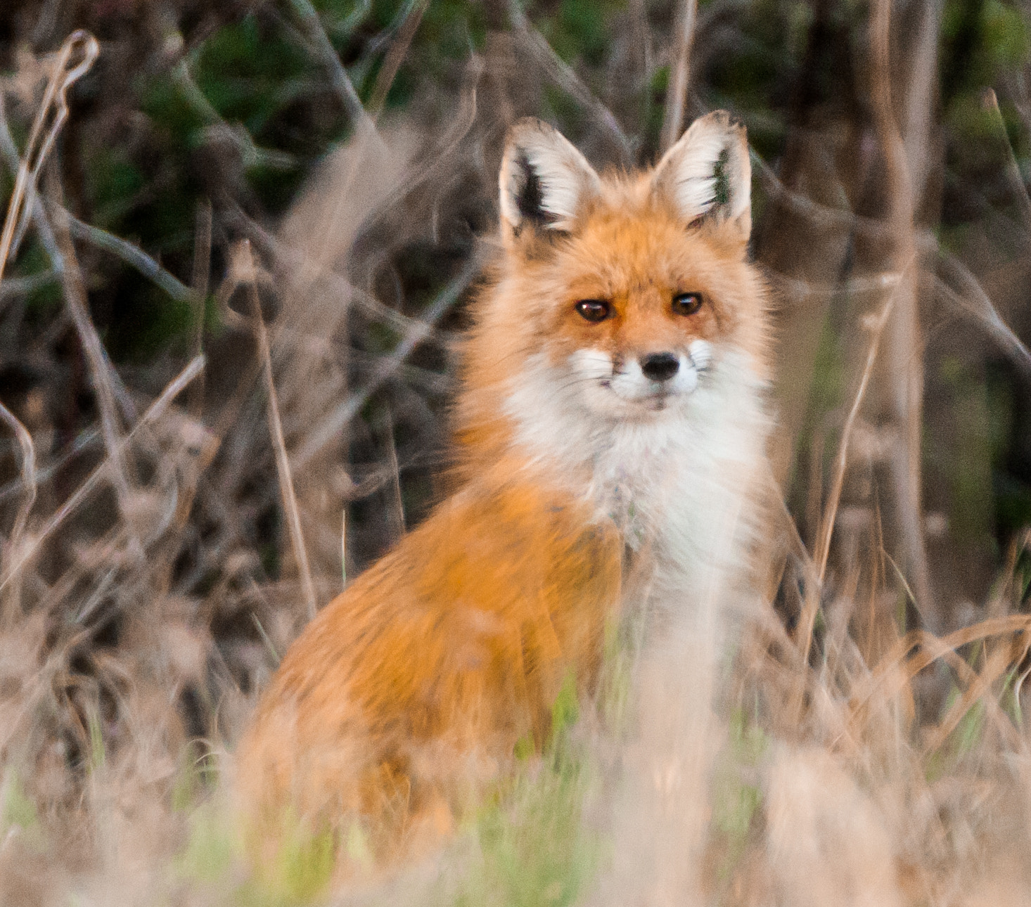 Sigma 150-600mm F5-6.3 DG OS HSM | C sample photo. The red fox photography