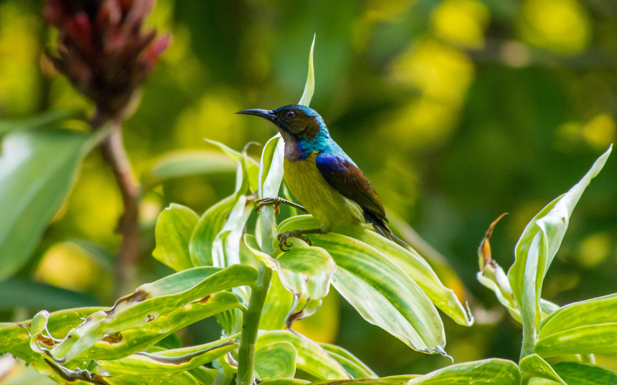 Olympus OM-D E-M5 sample photo. Brown-throated sunbird photography