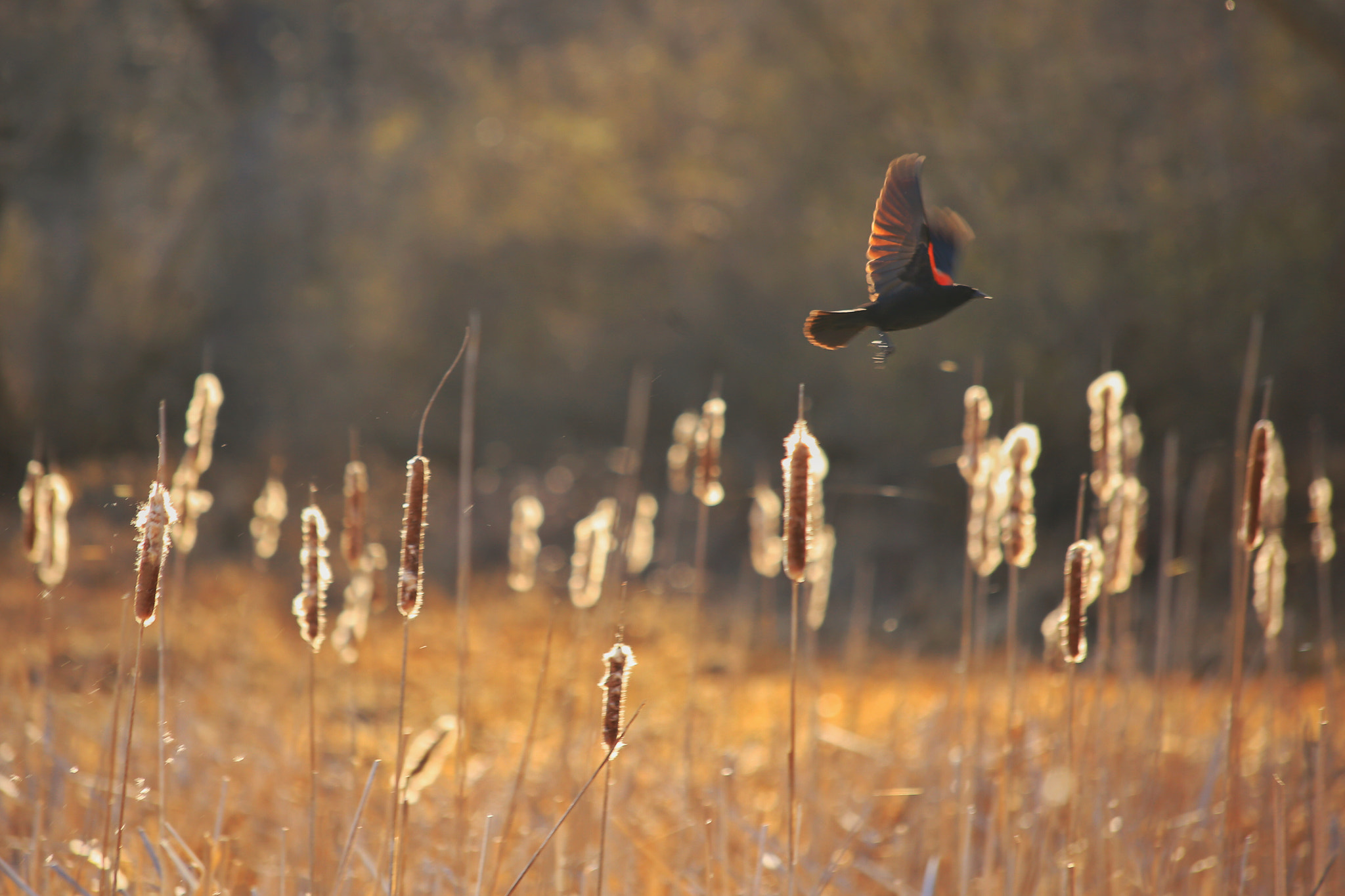 Canon EF 70-300mm F4-5.6 IS USM sample photo