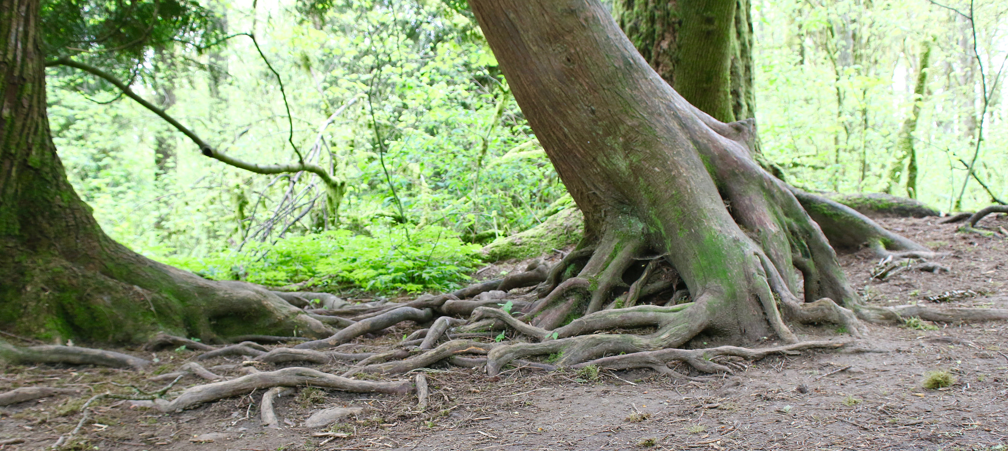 Canon EOS 7D Mark II + Canon 18-50mm sample photo. Nature's networking photography