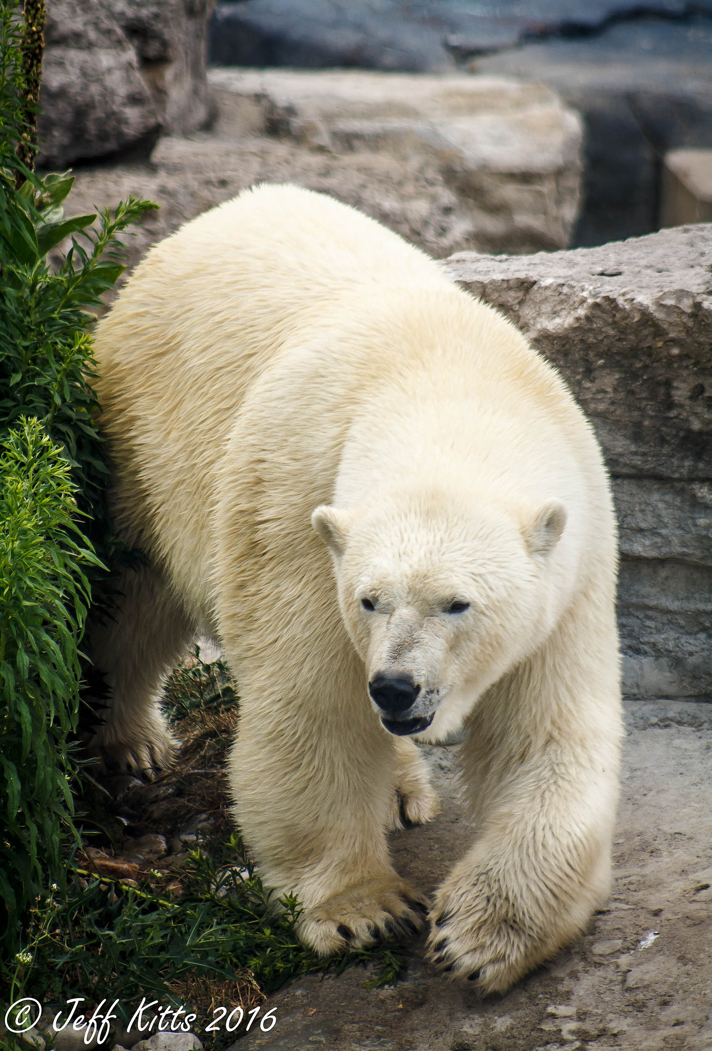 Canon EF 75-300mm f/4-5.6 USM sample photo. 5785-polar bear photography