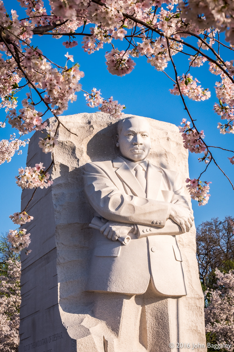 Fujifilm X-T10 + Fujifilm XF 50-140mm F2.8 R LM OIS WR sample photo. The visionary framed by blossoms photography