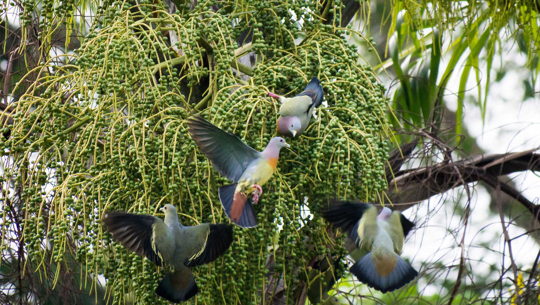 Olympus OM-D E-M5 + Panasonic Lumix G Vario 100-300mm F4-5.6 OIS sample photo. Pink-necked green pigeons playing on palm tree photography