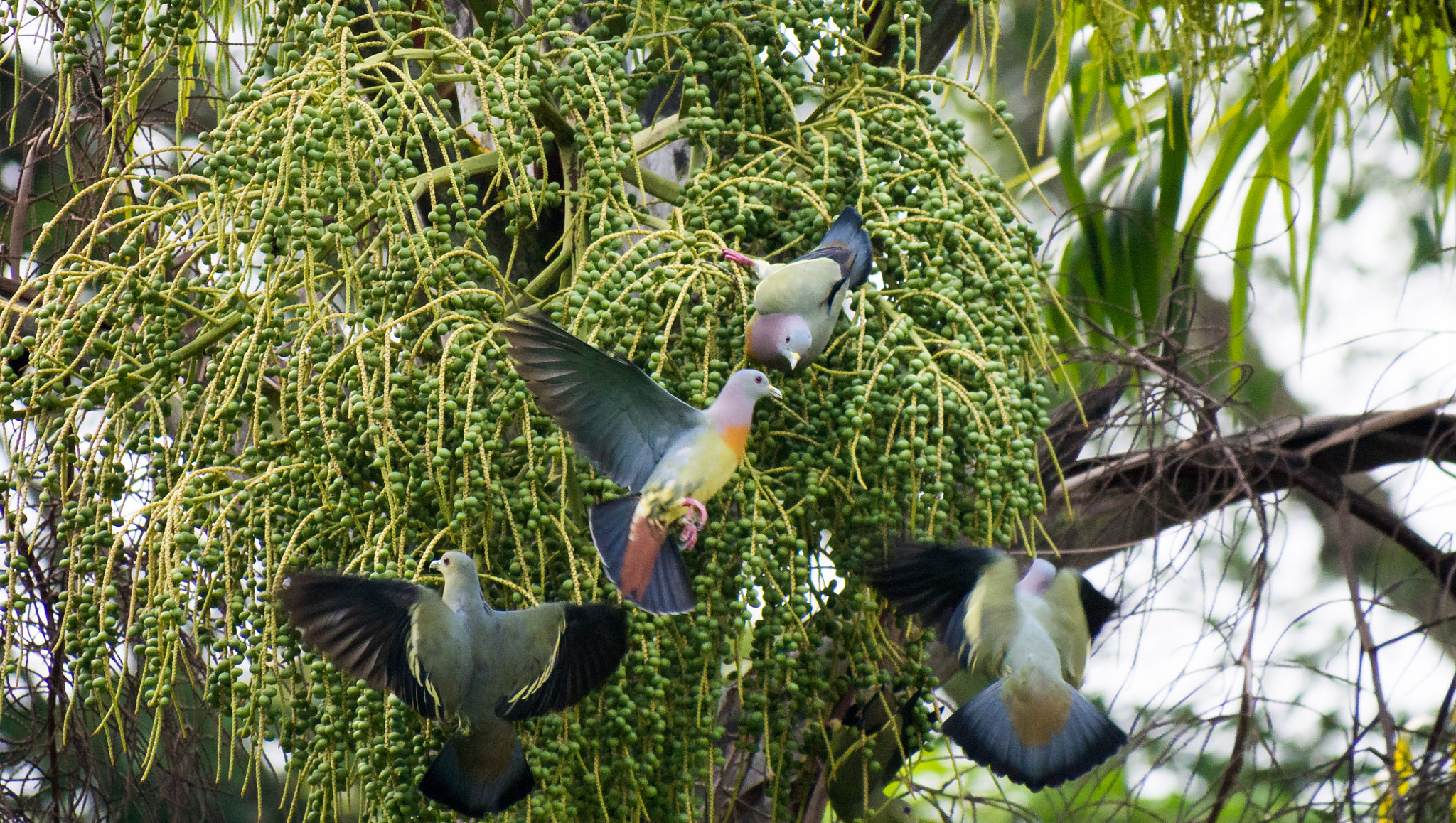 Olympus OM-D E-M5 sample photo. Pink-necked green pigeons playing on palm tree photography