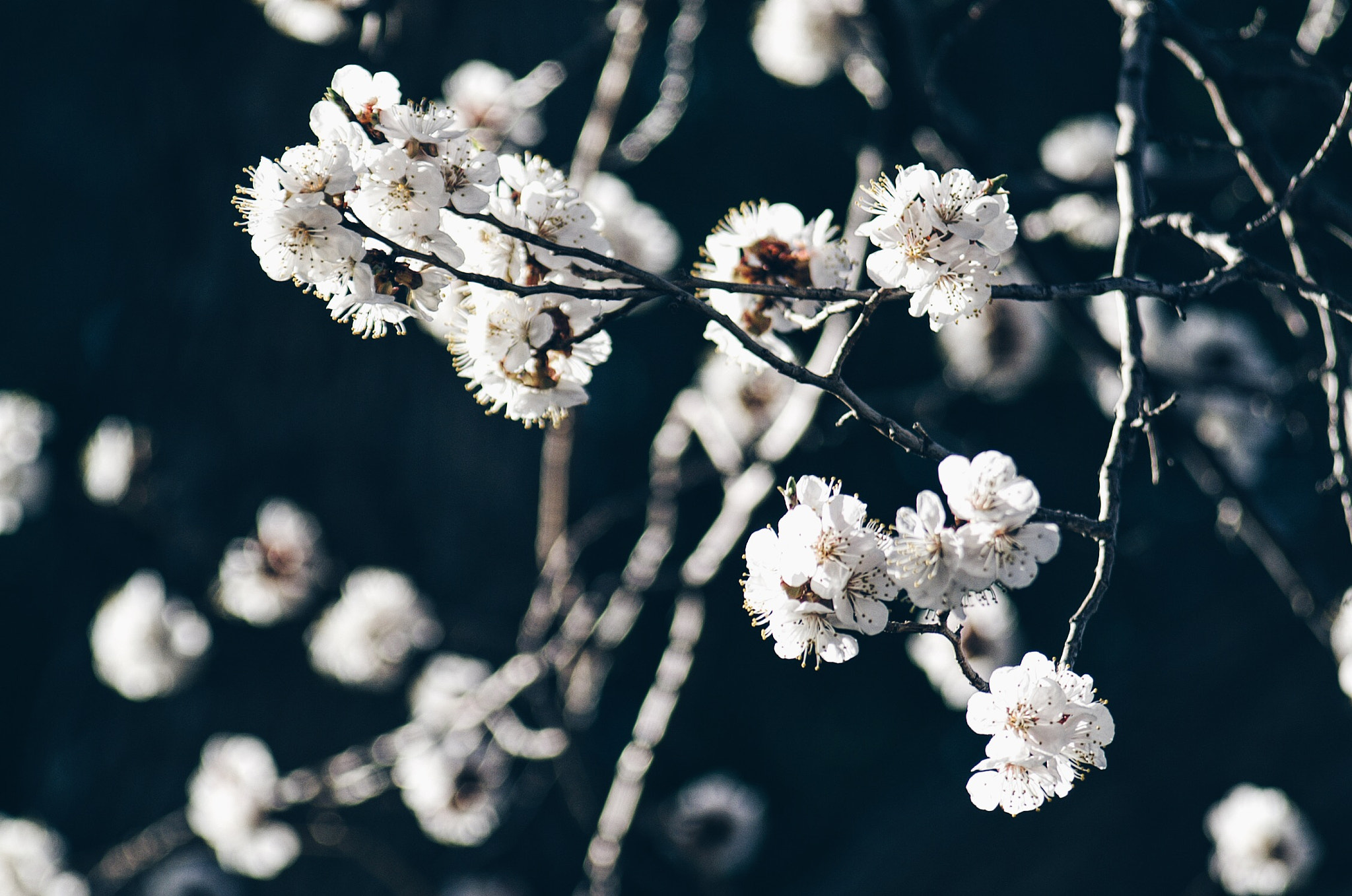 KONICA MINOLTA MAXXUM 5D sample photo. Bloom photography