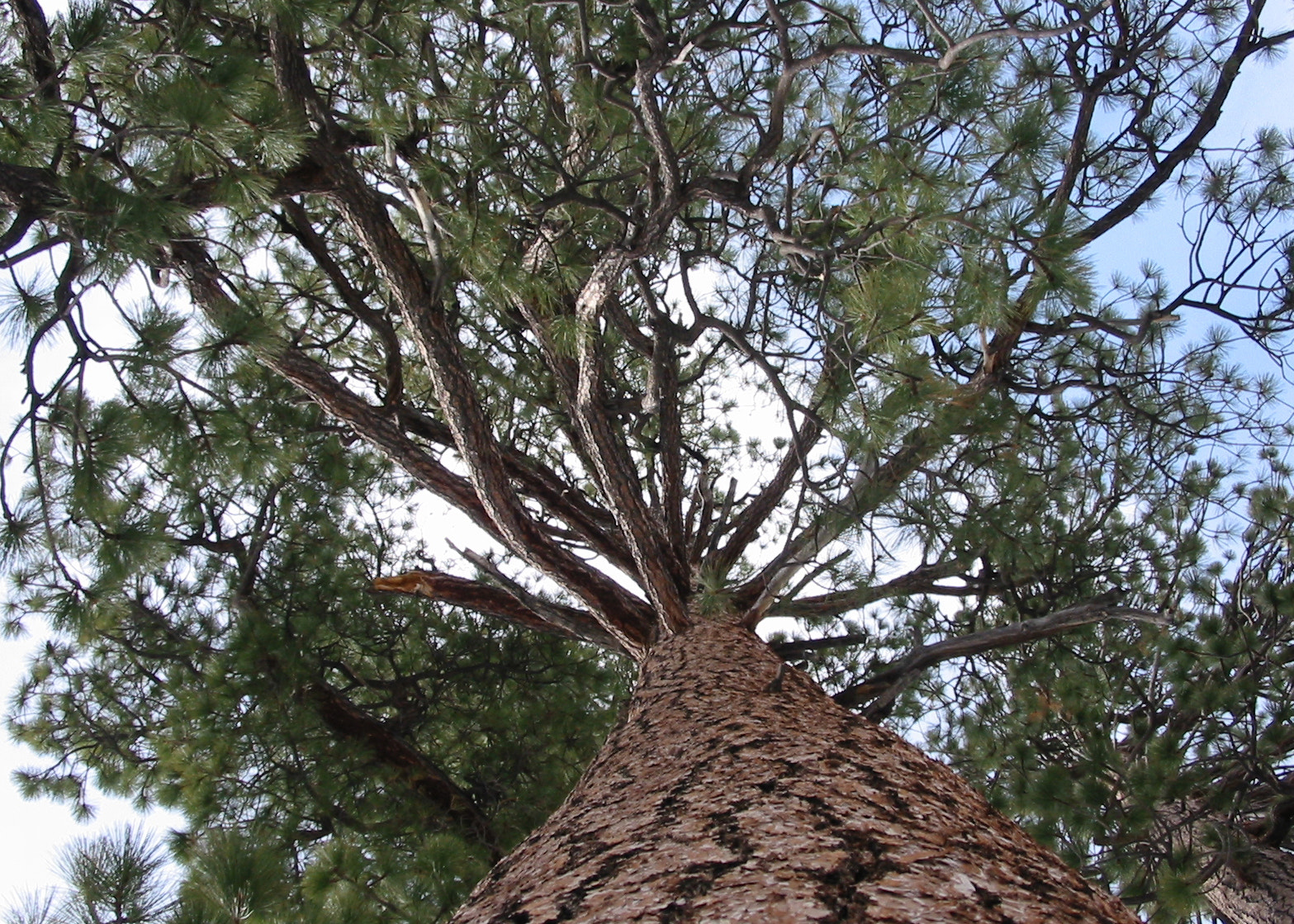 Canon POWERSHOT A20 sample photo. Tree photography