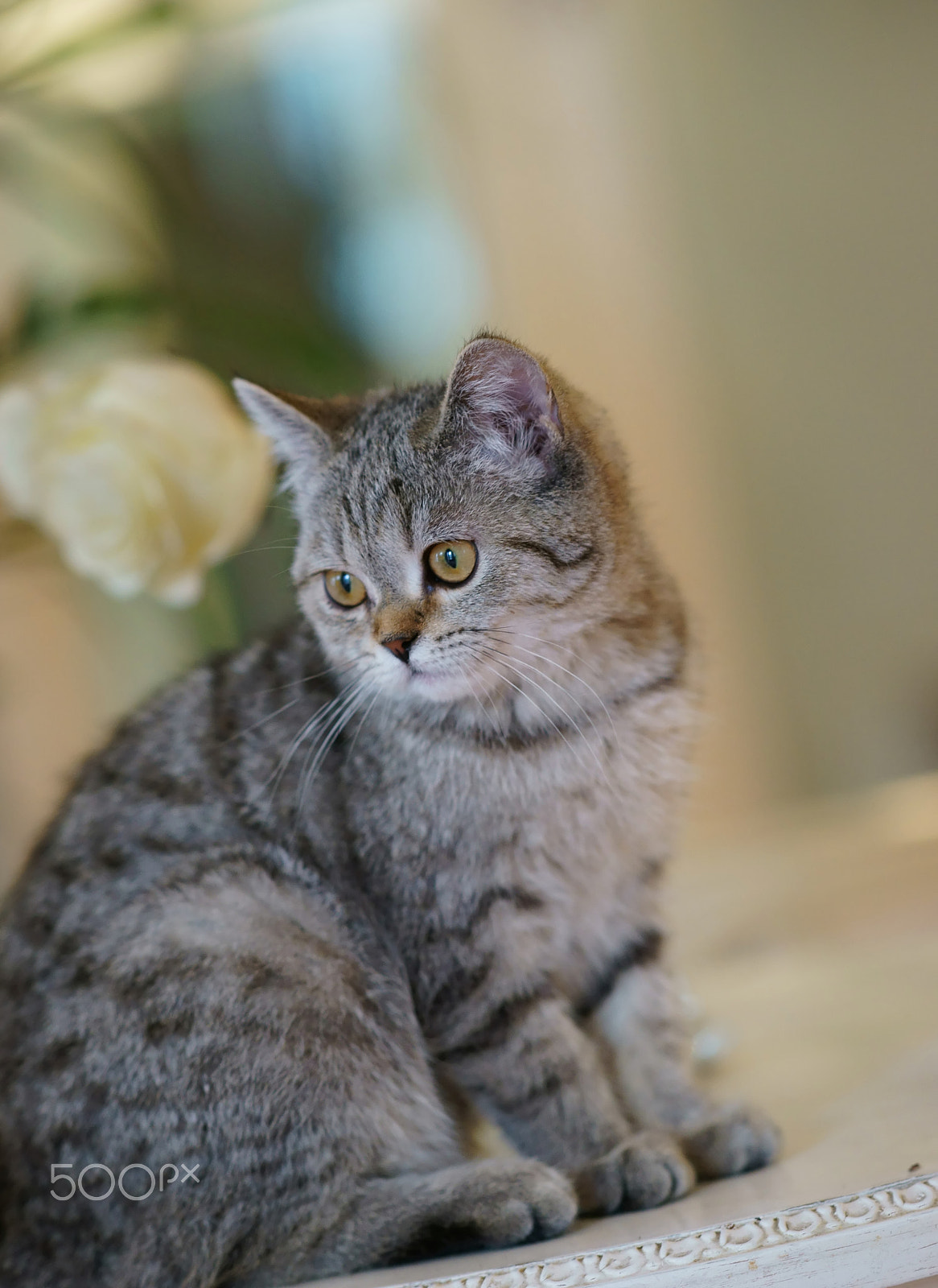 Sony Sonnar T* 135mm F1.8 ZA sample photo. ()a photography