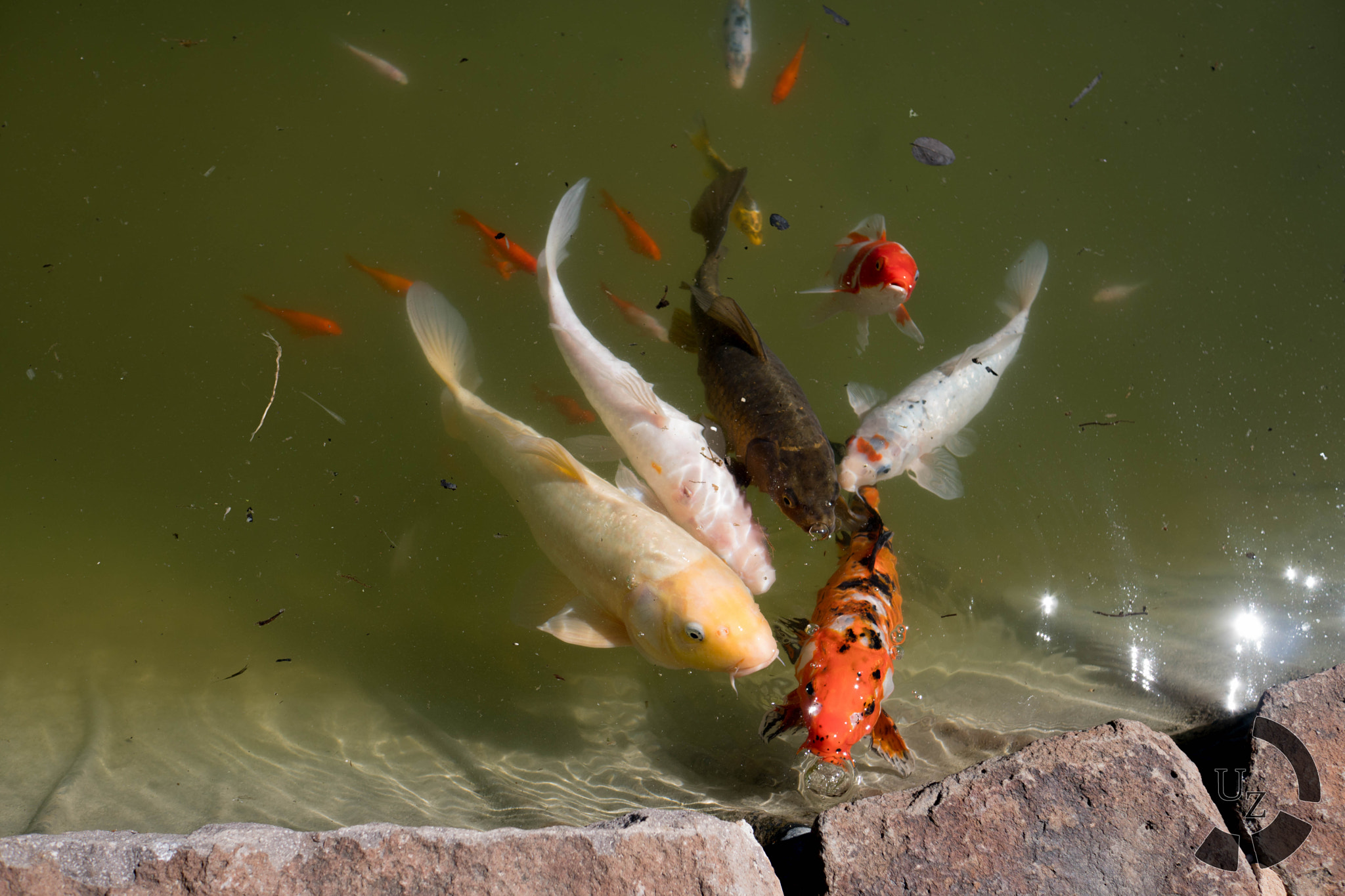 Sony a6300 + Sony Sonnar T* E 24mm F1.8 ZA sample photo. Converging fish photography