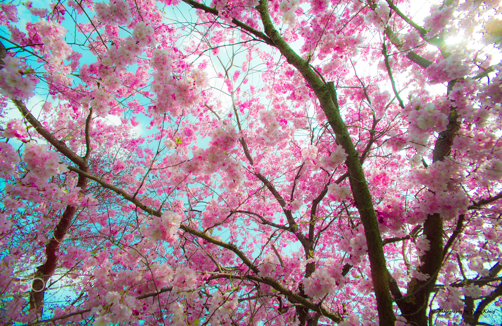 Nikon D600 sample photo. Beautiful spring photography