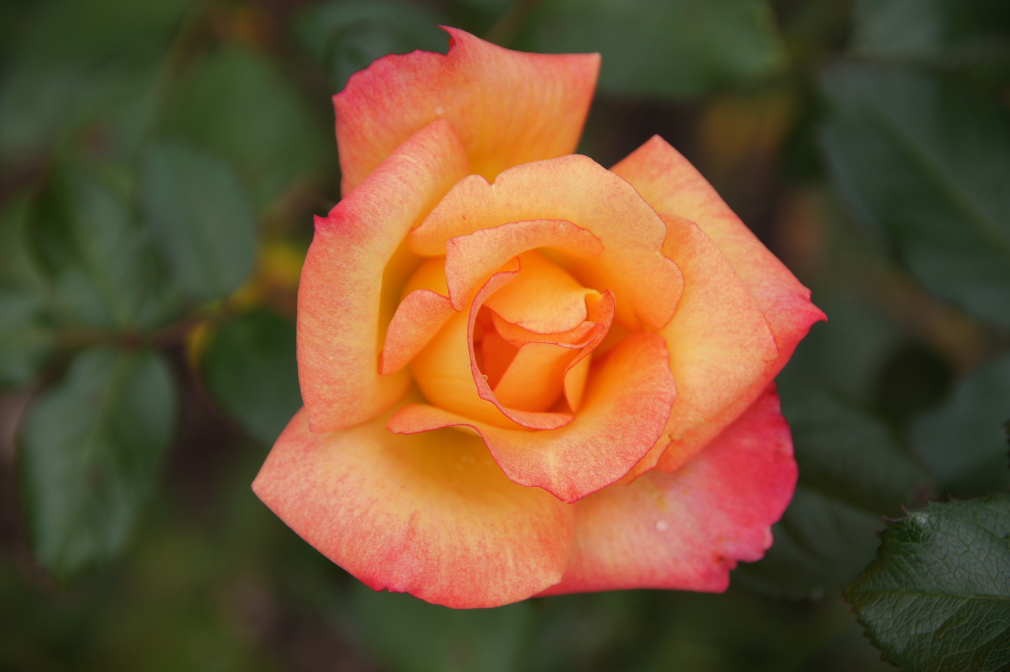 Sony SLT-A55 (SLT-A55V) sample photo. Orange glow! photography