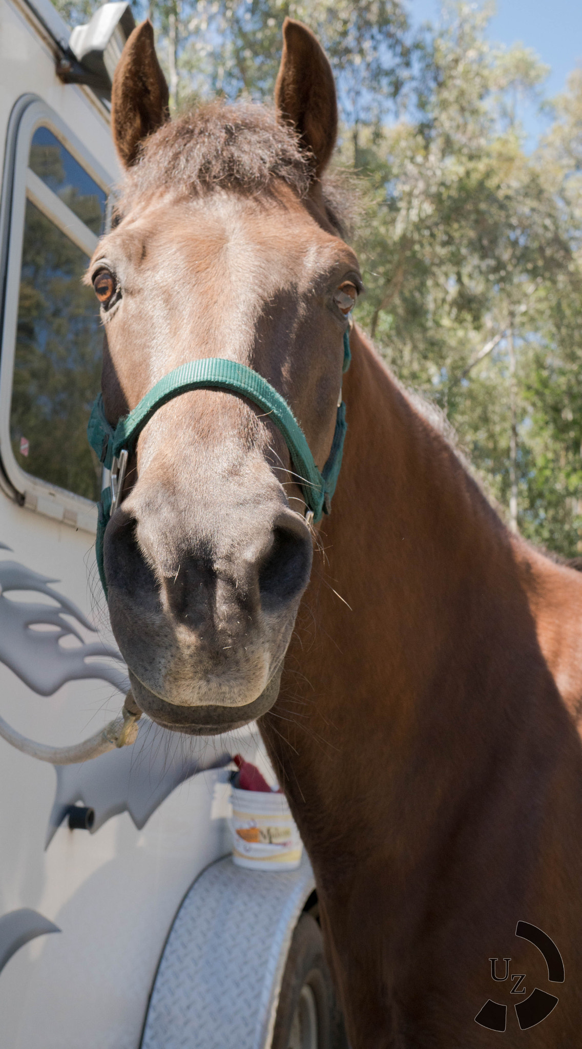 Sony a6300 + Sony Sonnar T* E 24mm F1.8 ZA sample photo. Excited horse photography