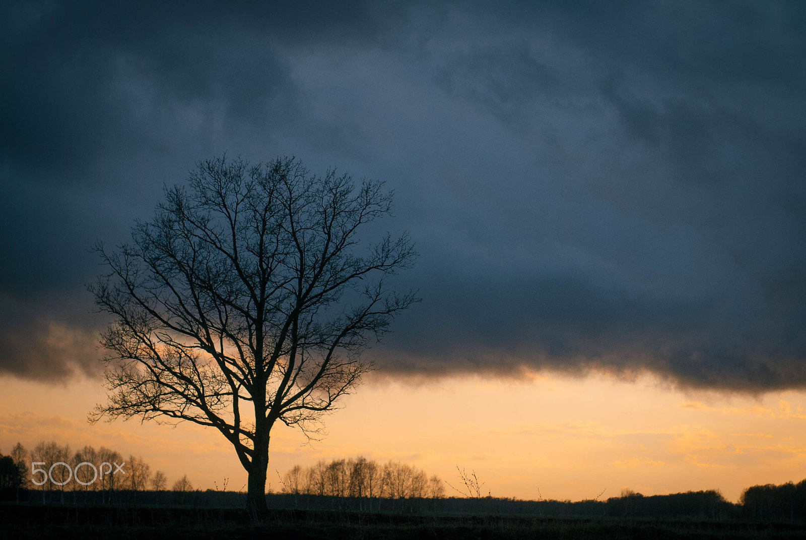 AF Nikkor 50mm f/1.8 N sample photo. Silhouette tree without leaves photography