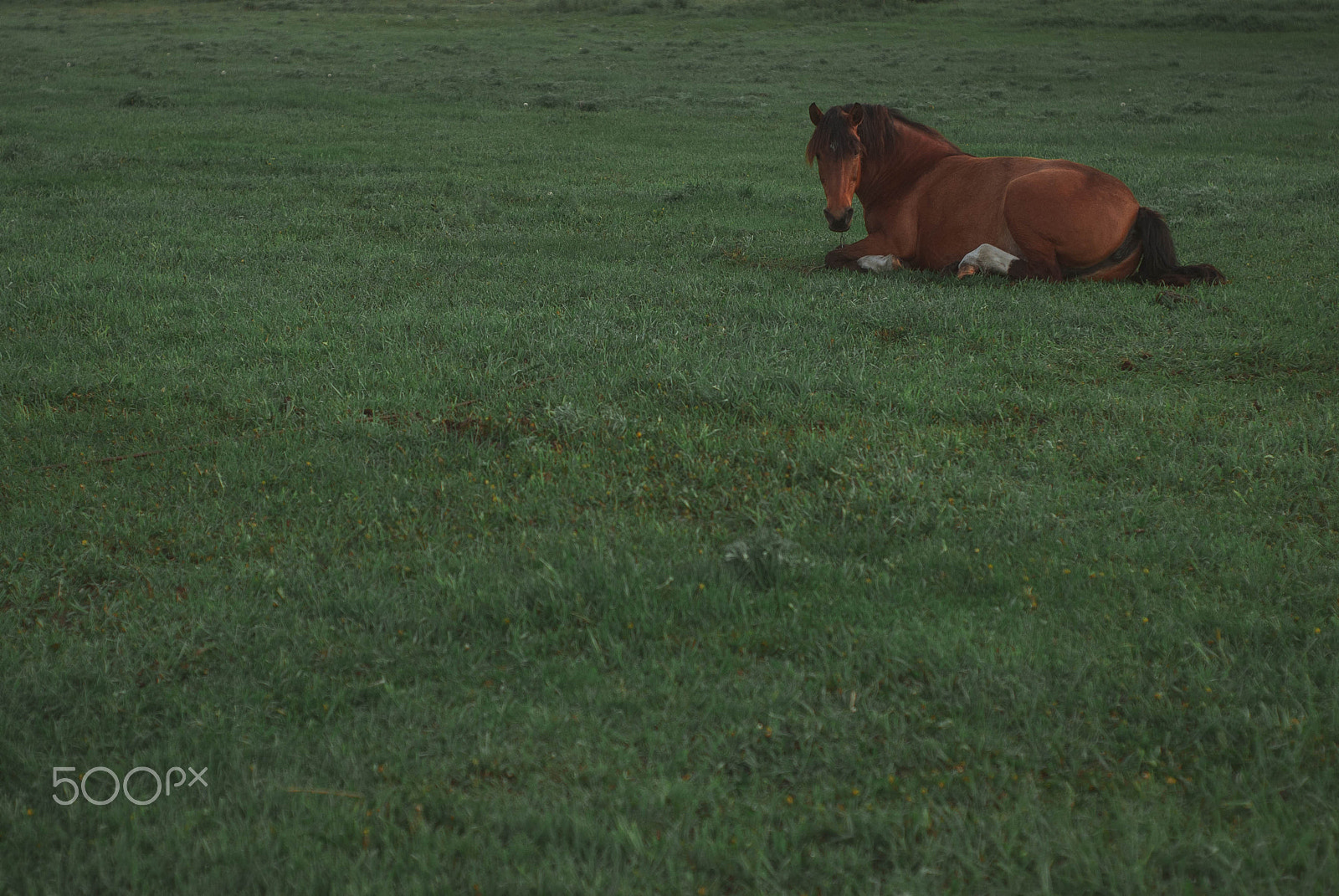 AF Nikkor 50mm f/1.8 N sample photo. Brown horse resting on spring meadow early photography