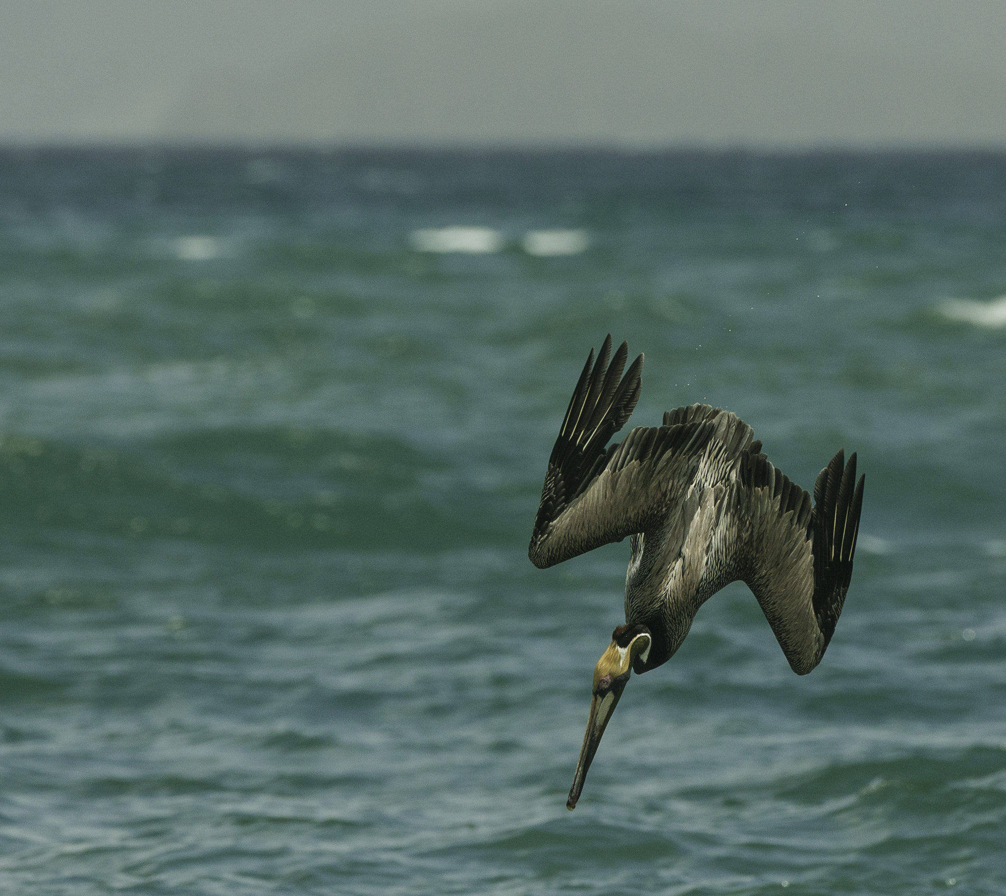 Nikon D3X sample photo. The dive photography