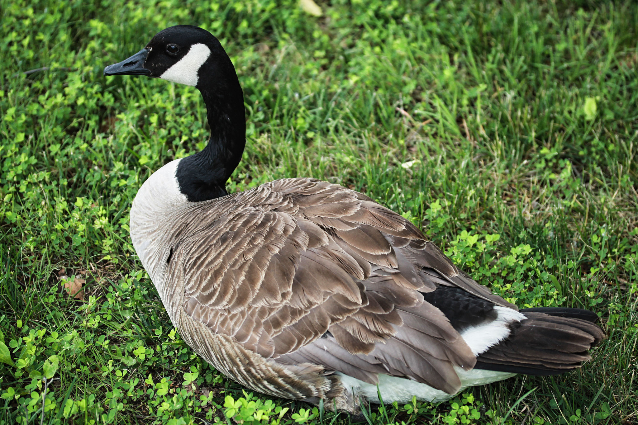 Canon EF-S 60mm F2.8 Macro USM sample photo. Goose photography