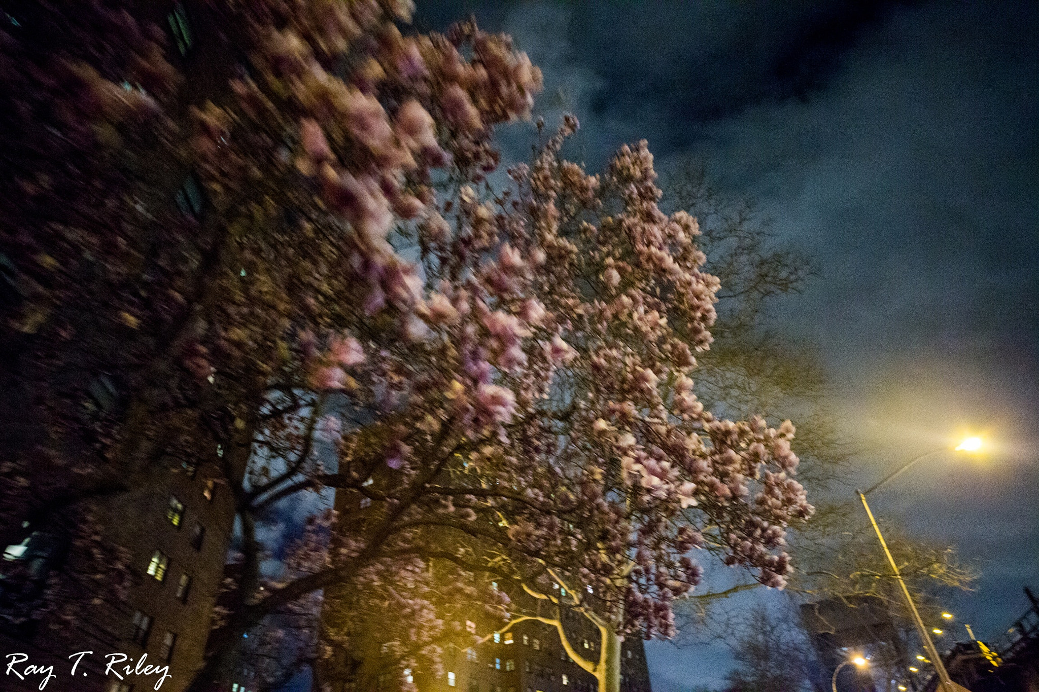 ZEISS Milvus 21mm F2.8 sample photo. Spring breeze photography