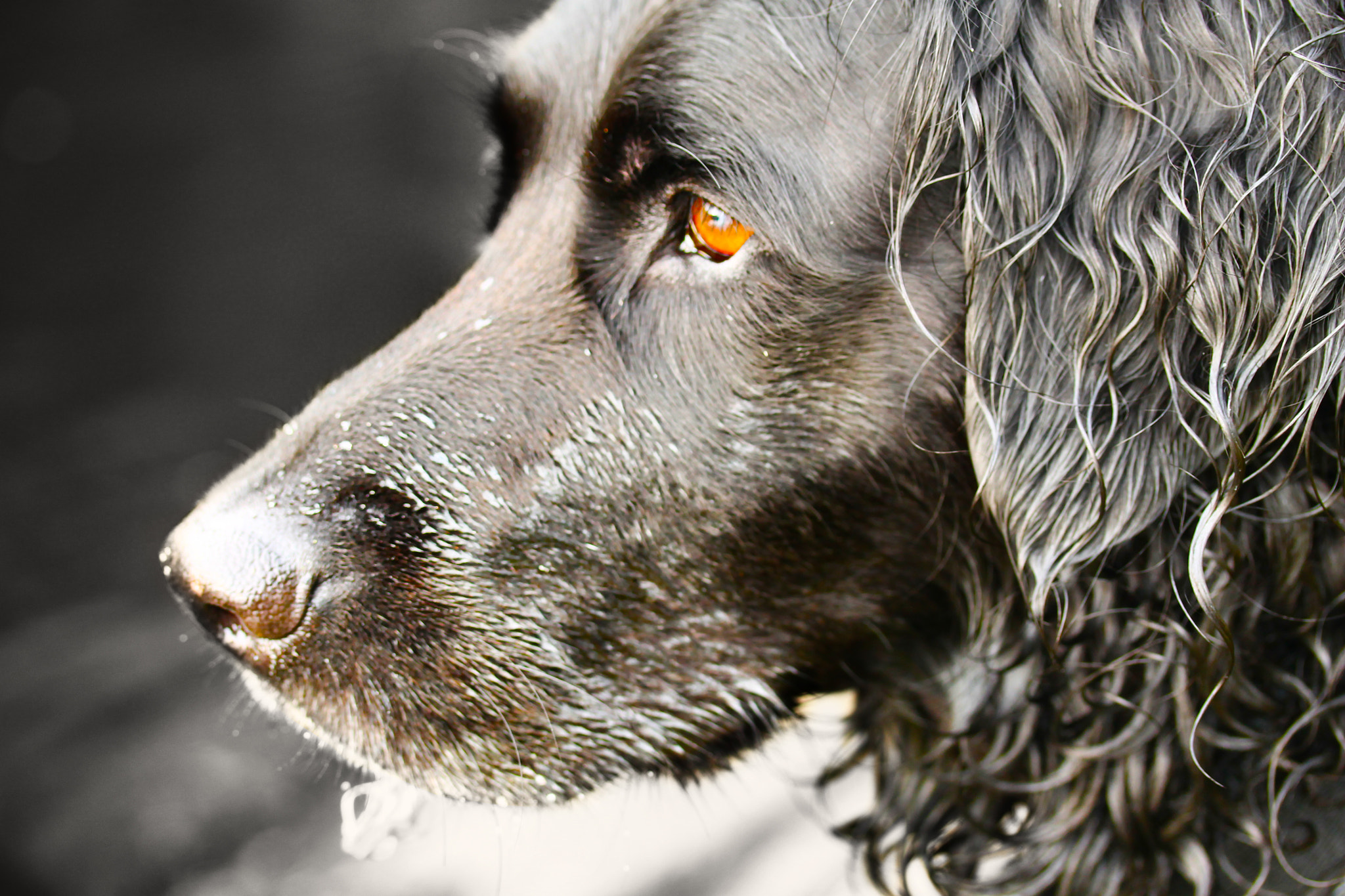Canon EF-S 60mm F2.8 Macro USM sample photo. Penny photography