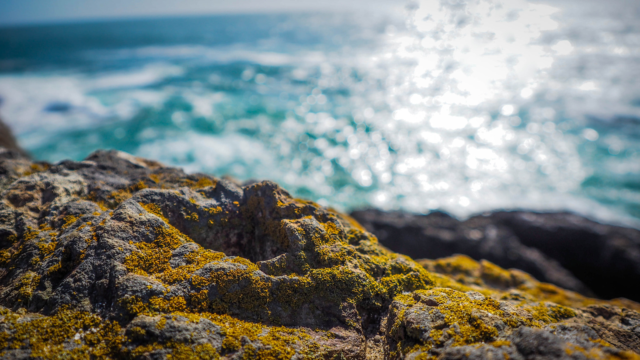 Olympus OM-D E-M10 + OLYMPUS M.12-50mm F3.5-6.3 sample photo. Sea moss photography
