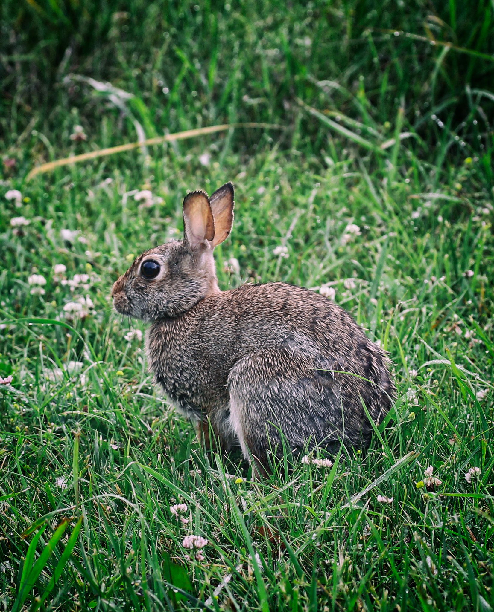Canon EF-S 60mm F2.8 Macro USM sample photo. Rabbit photography