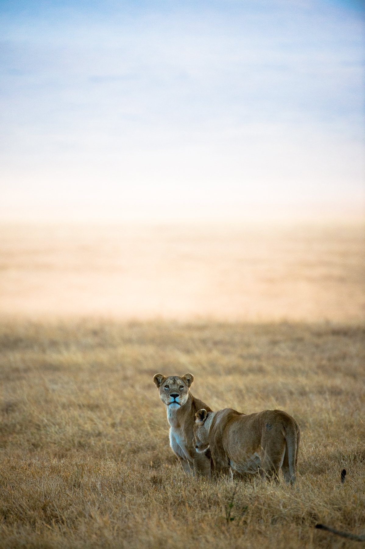 Nikon AF-S Nikkor 200-400mm F4G ED-IF VR sample photo. Morning hunt photography
