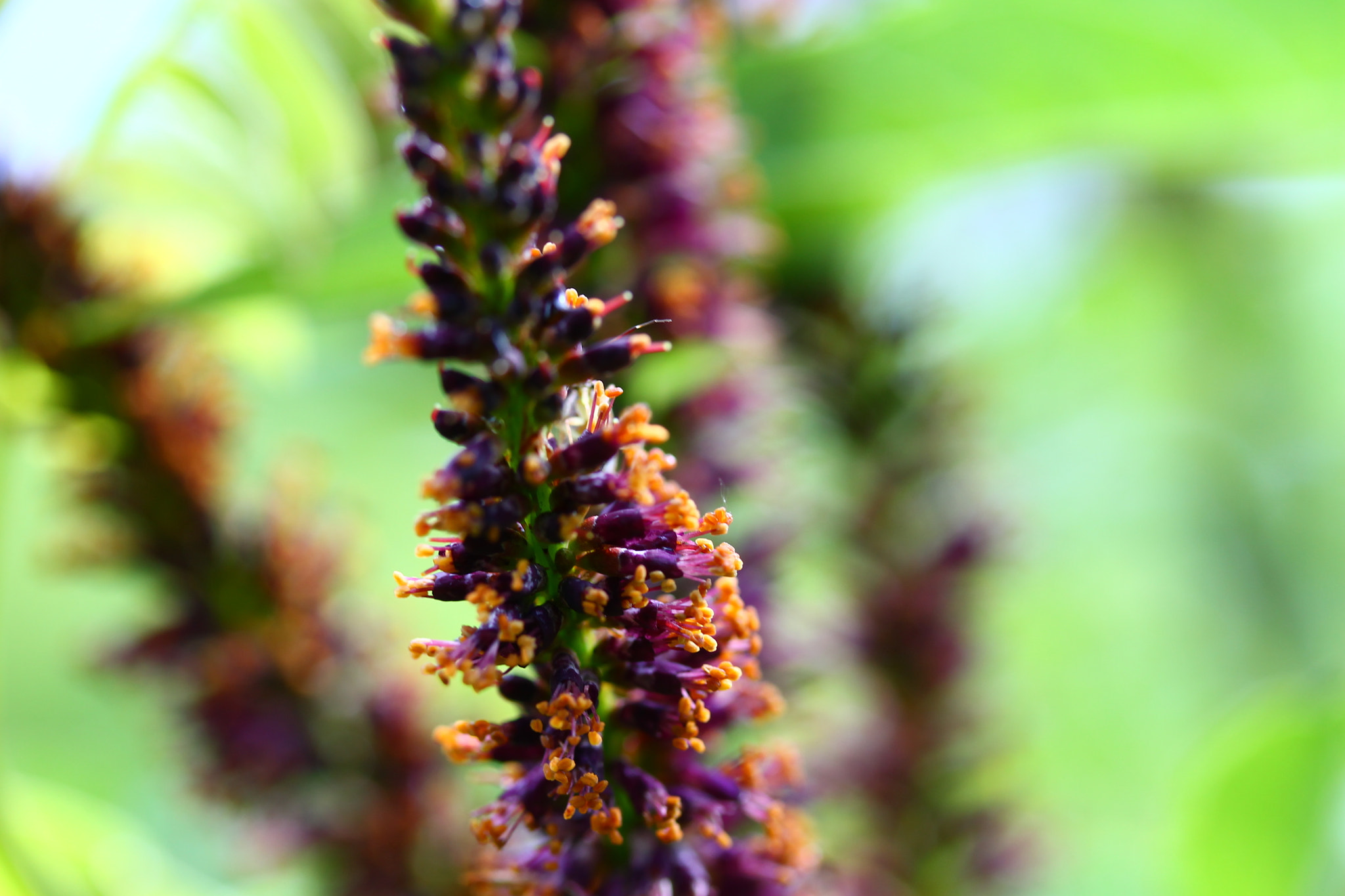 Canon EF-S 60mm F2.8 Macro USM sample photo. Flower 8 photography