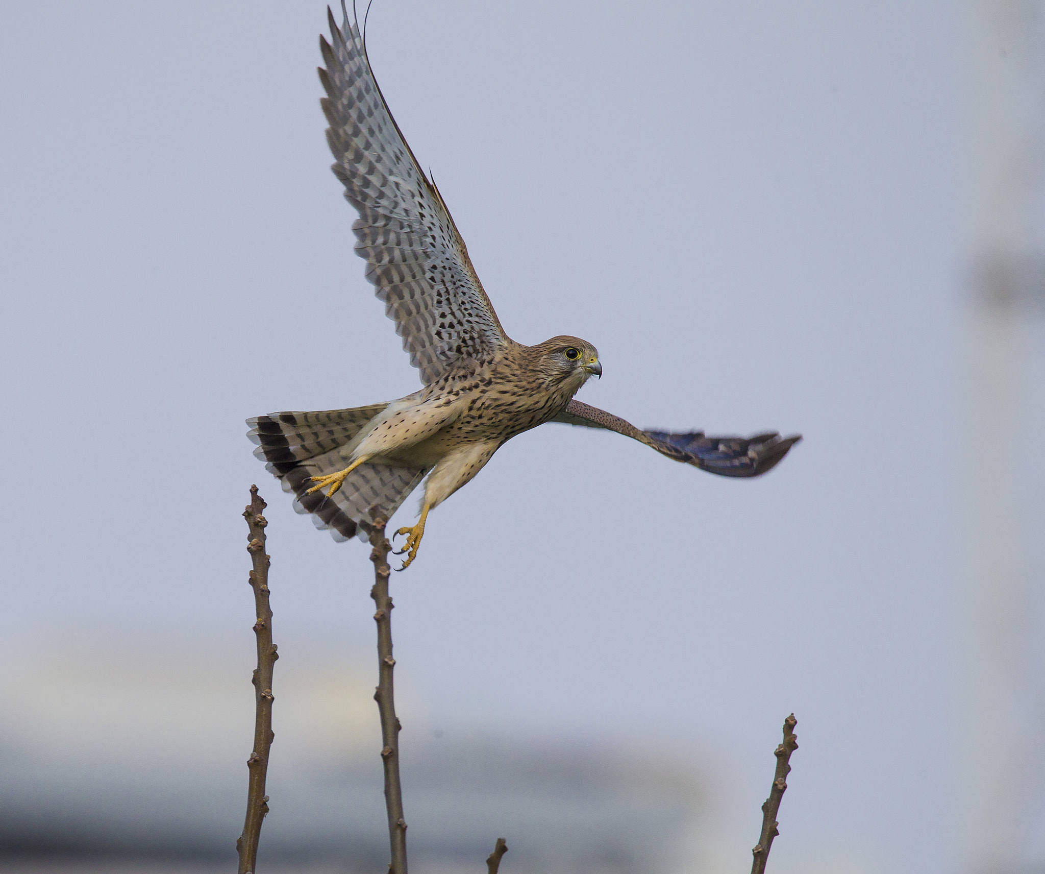 Sigma 150-600mm F5-6.3 DG OS HSM | C sample photo. **** photography