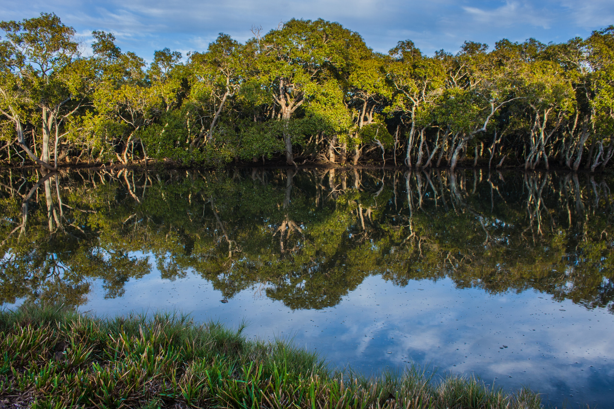 Canon EF-S 18-55mm F3.5-5.6 sample photo. Mangrove reflections photography