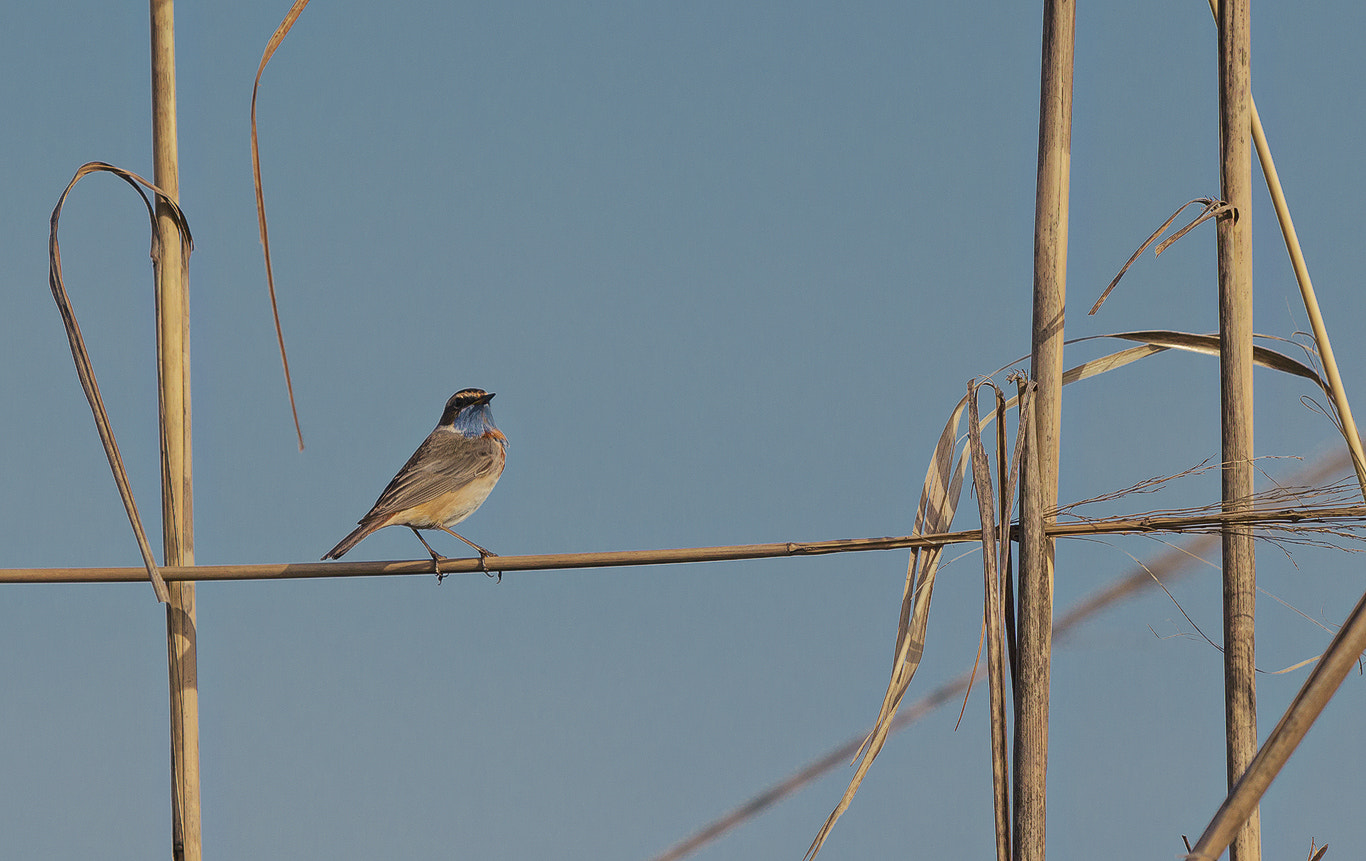 Canon EOS 650D (EOS Rebel T4i / EOS Kiss X6i) sample photo. Wheatear photography