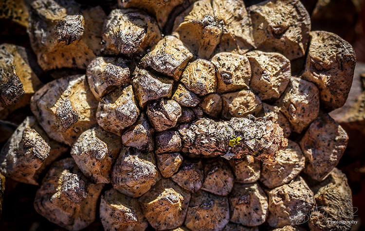 Tamron SP AF 60mm F2 Di II LD IF Macro sample photo. It's mathematical... photography