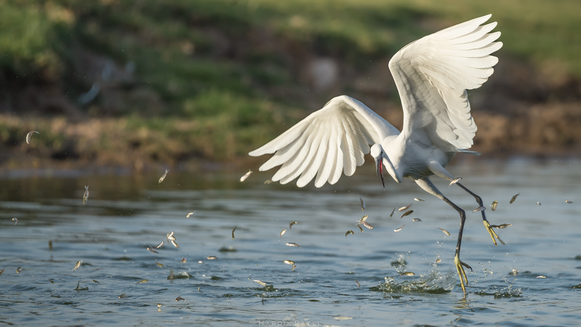 Nikon D4S sample photo. The hunter photography