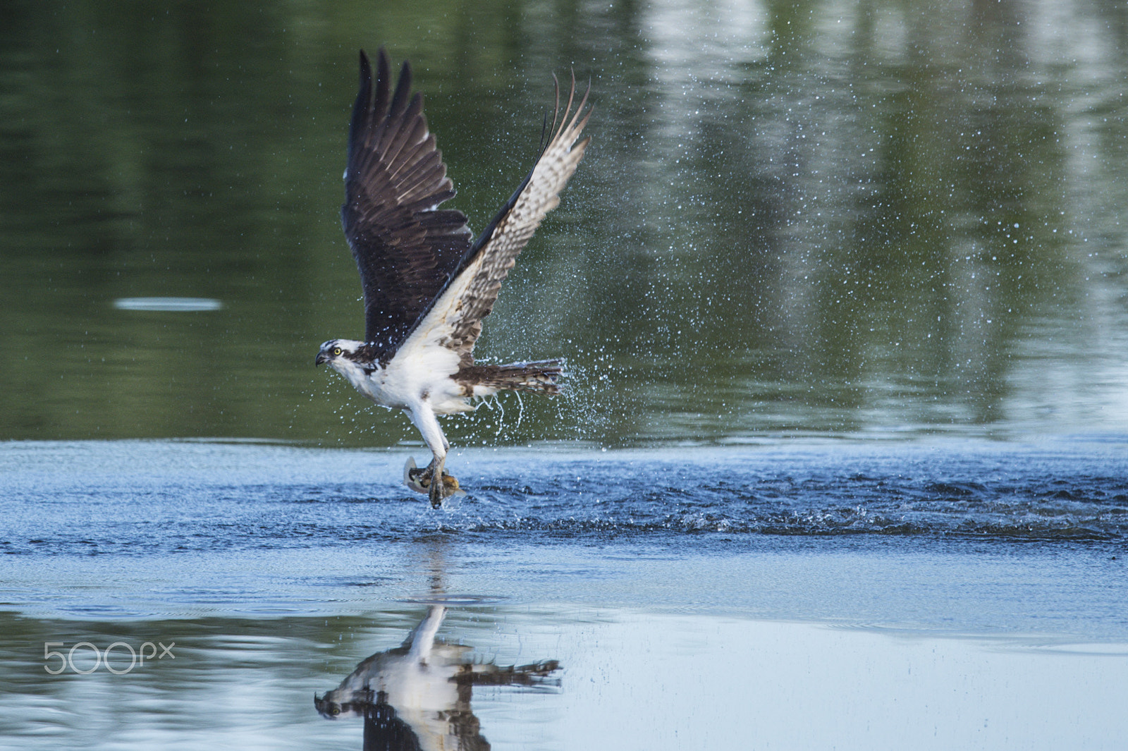 Nikon D4S + Nikon AF-S Nikkor 600mm F4G ED VR sample photo. Osprey fishing photography