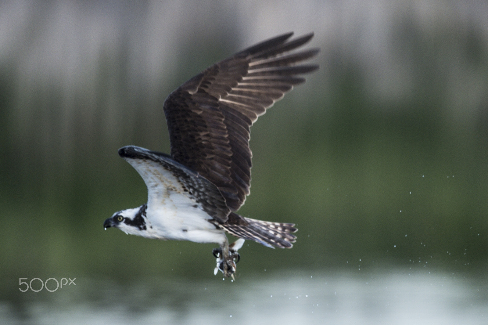 Nikon D4S + Nikon AF-S Nikkor 600mm F4G ED VR sample photo. Osprey fishing photography