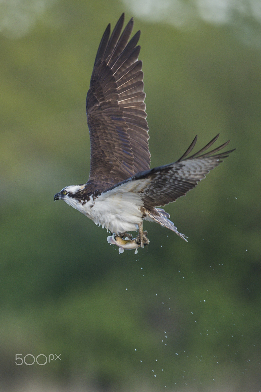 Nikon D4S + Nikon AF-S Nikkor 600mm F4G ED VR sample photo. Osprey fishing photography