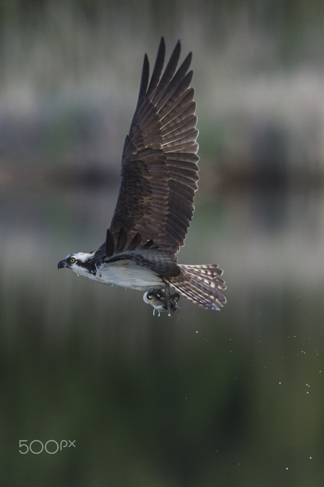 Nikon D4S + Nikon AF-S Nikkor 600mm F4G ED VR sample photo. Osprey fishing photography