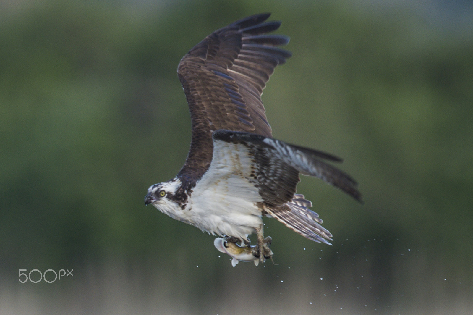 Nikon D4S + Nikon AF-S Nikkor 600mm F4G ED VR sample photo. Osprey fishing photography