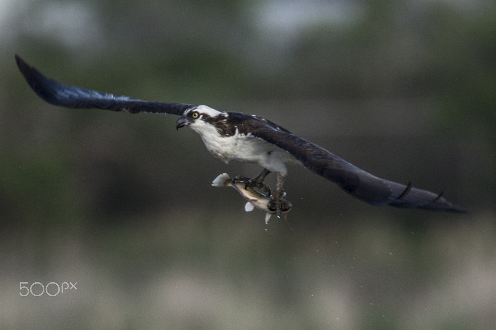 Nikon D4S + Nikon AF-S Nikkor 600mm F4G ED VR sample photo. Osprey fishing photography