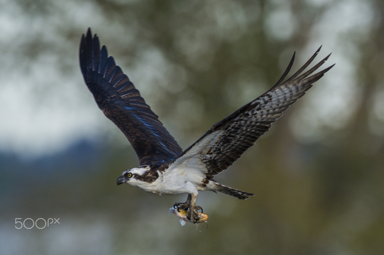 Nikon D4S + Nikon AF-S Nikkor 600mm F4G ED VR sample photo. Osprey fishing photography