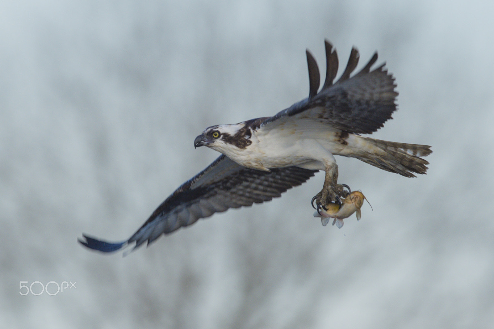 Nikon D4S + Nikon AF-S Nikkor 600mm F4G ED VR sample photo. Osprey fishing photography