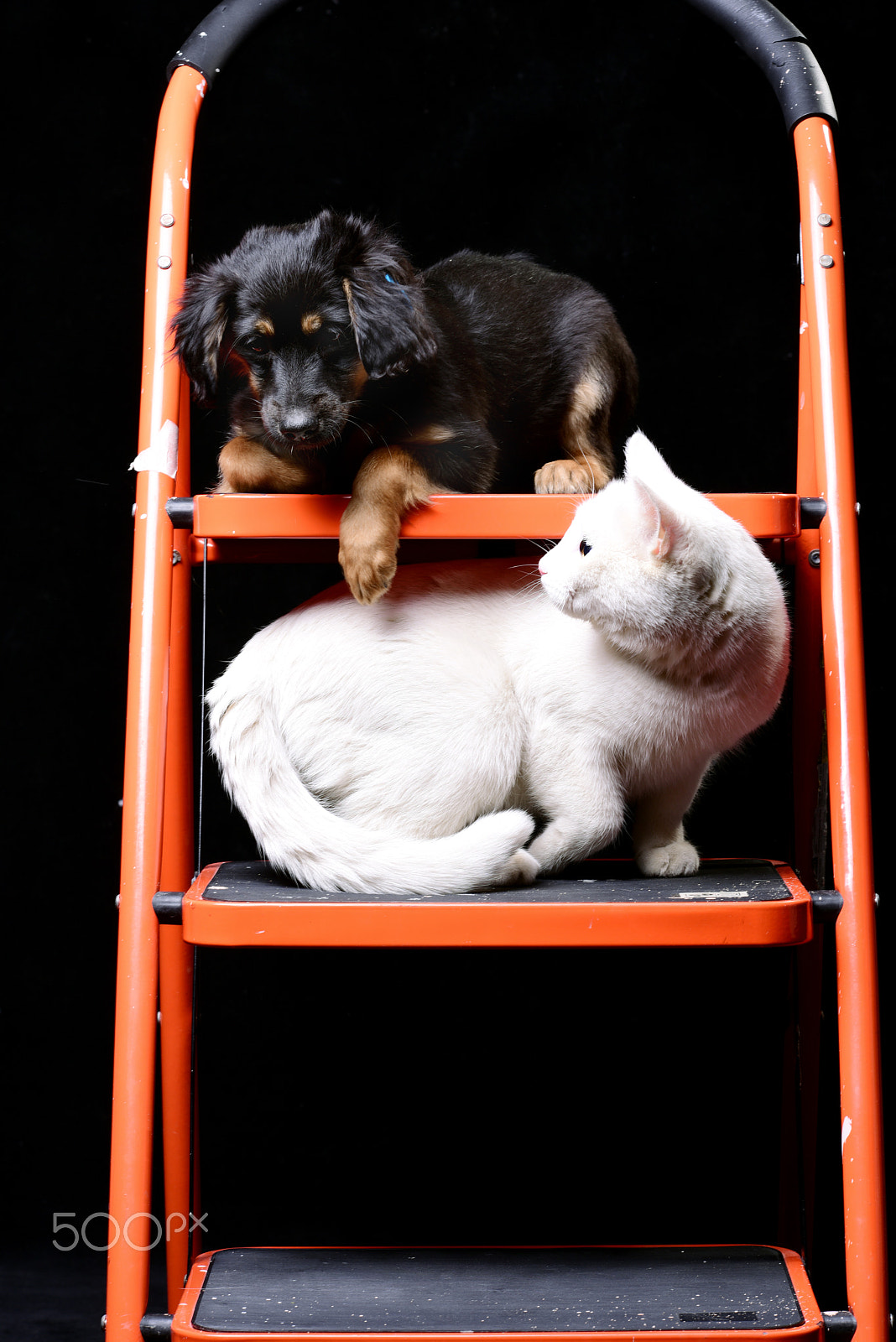 Nikon D810 + Nikon AF Nikkor 105mm F2D DC sample photo. Cute puppy with white cat on a folding ladder photography