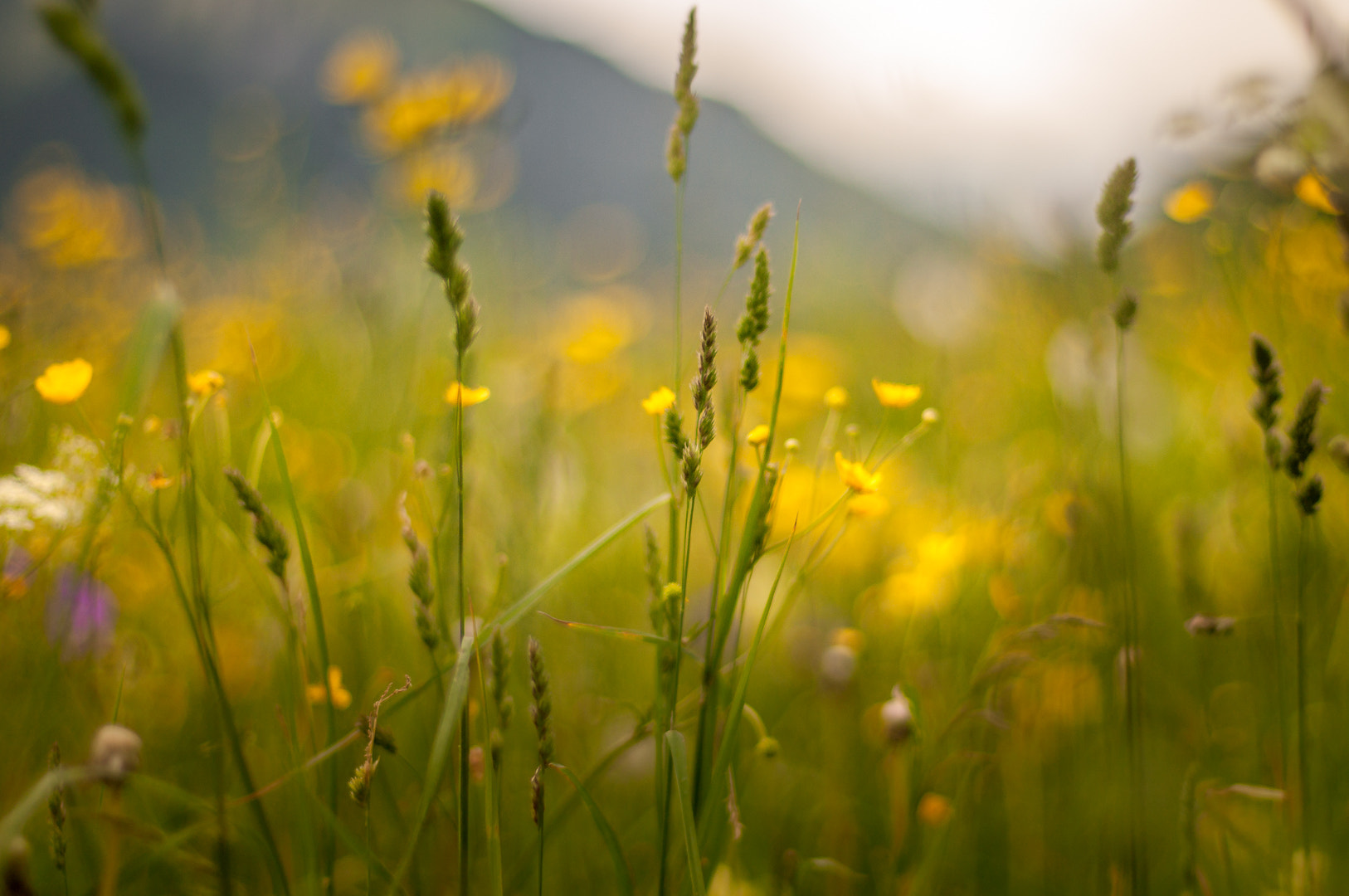 Pentax K-7 + A Series Lens sample photo. Summer feeling photography