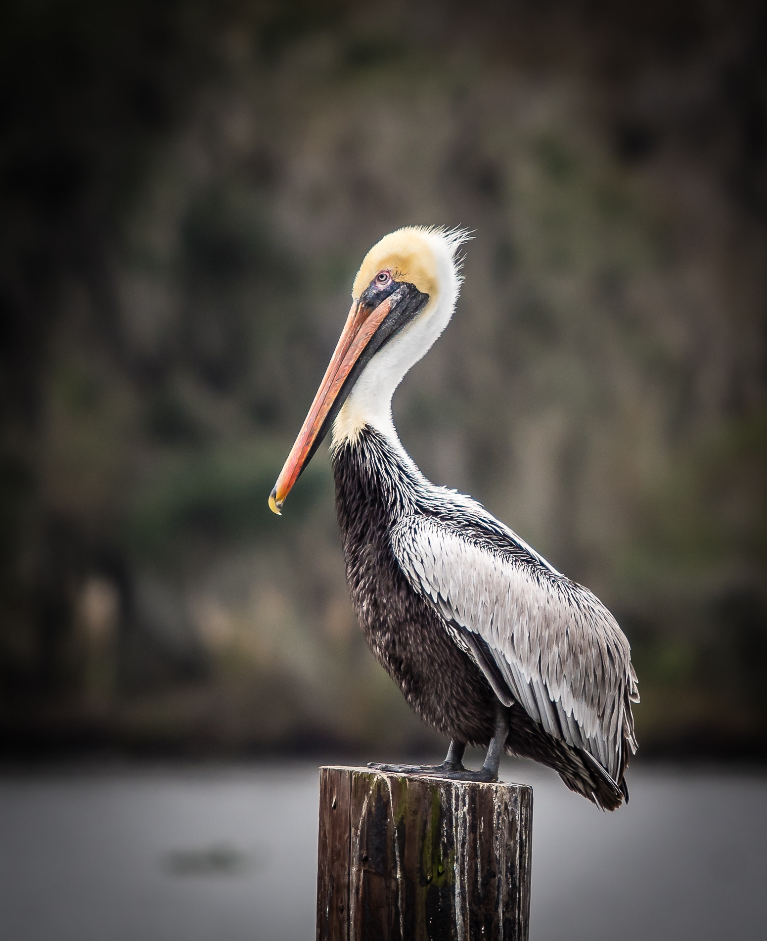 Sigma 120-400mm F4.5-5.6 DG OS HSM sample photo. Brown pelican photography