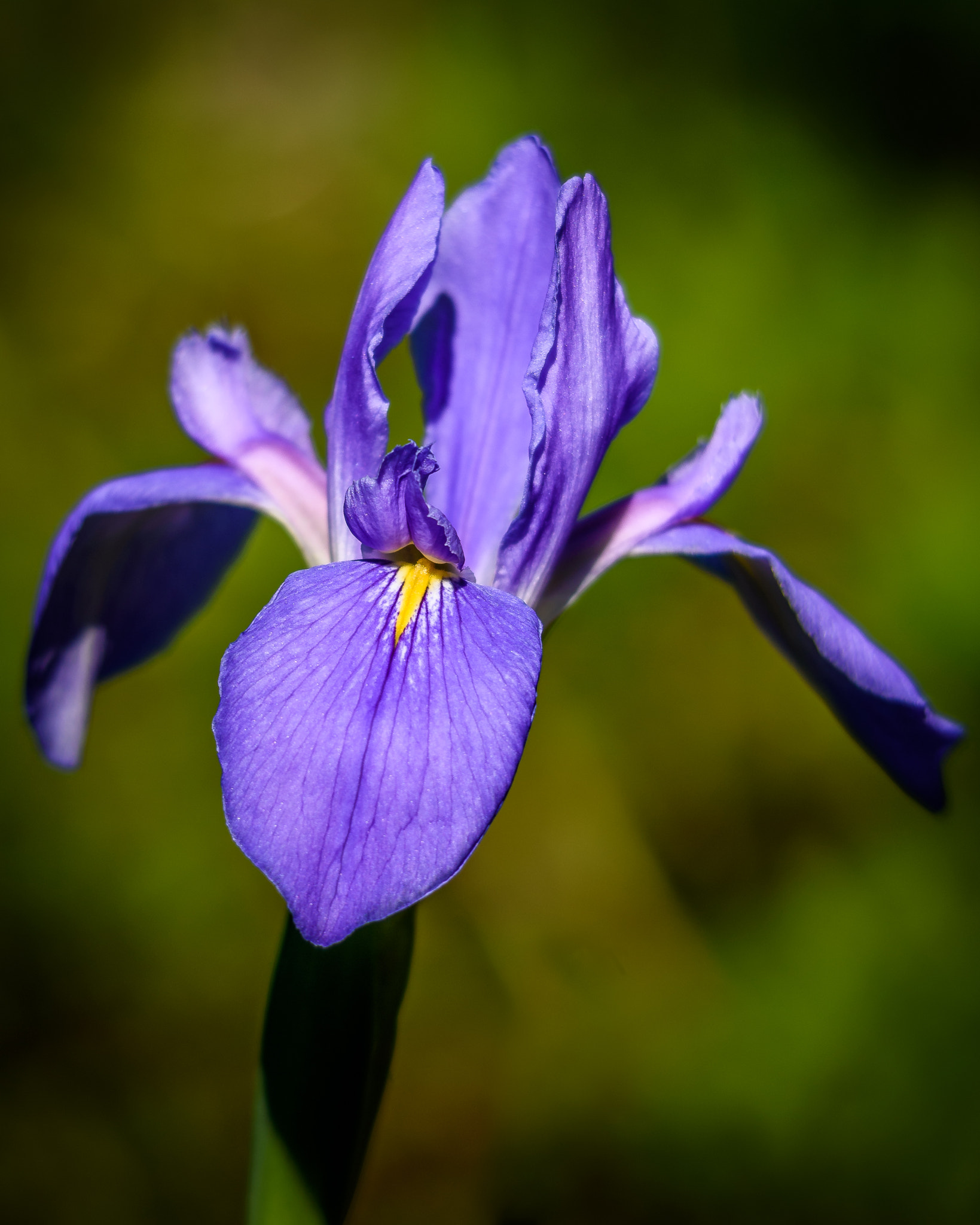 Sigma 120-400mm F4.5-5.6 DG OS HSM sample photo. Purple iris photography