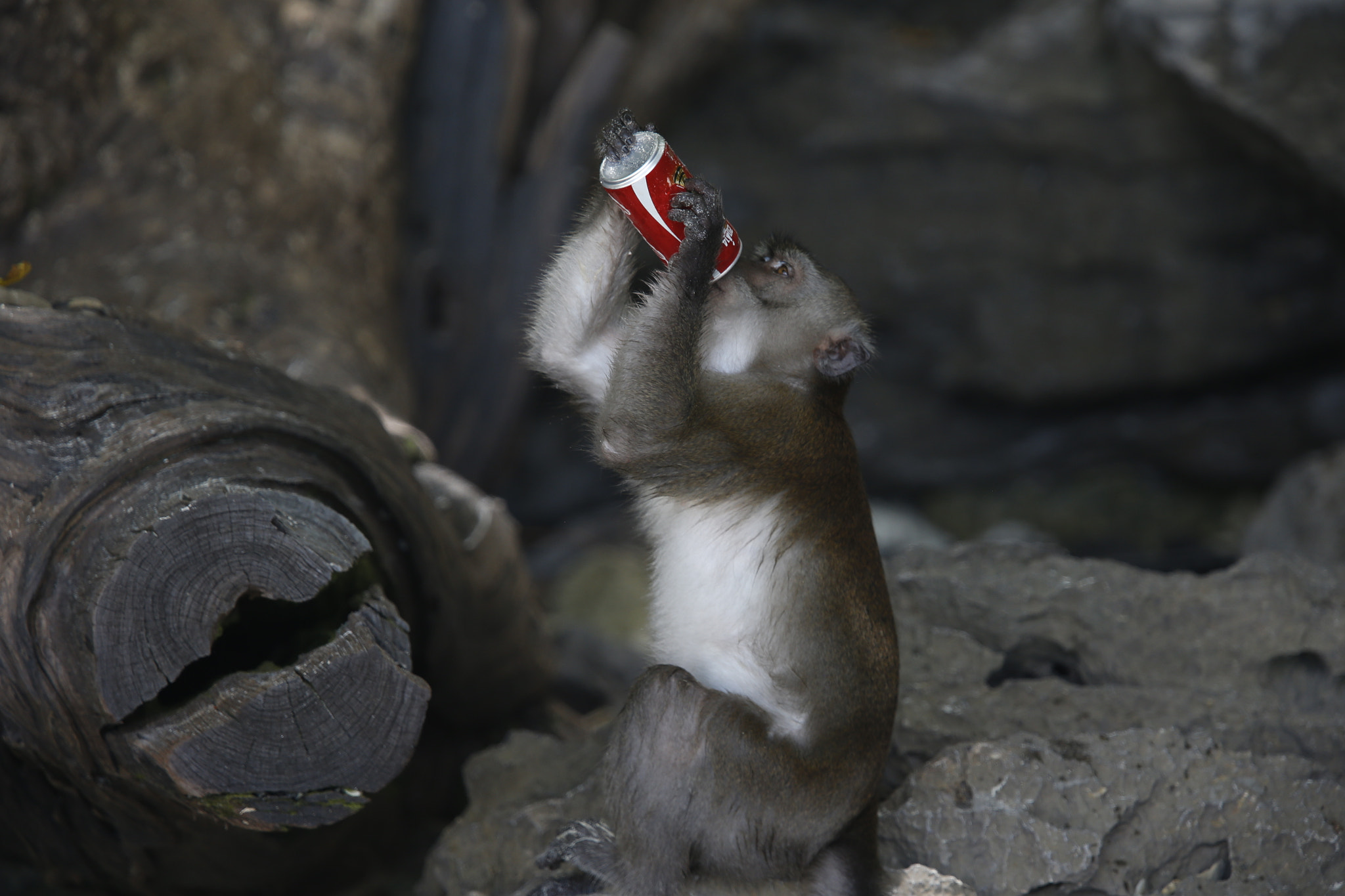 Canon EF 400mm F2.8L IS II USM sample photo. Always coca cola - monkey beach thailand photography