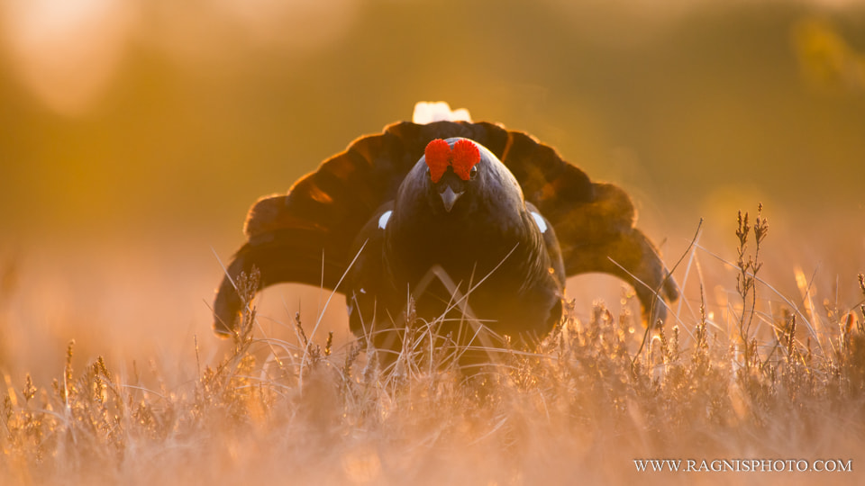 Nikon AF-S Nikkor 300mm F2.8G ED VR II sample photo. Black grouse in golden light photography