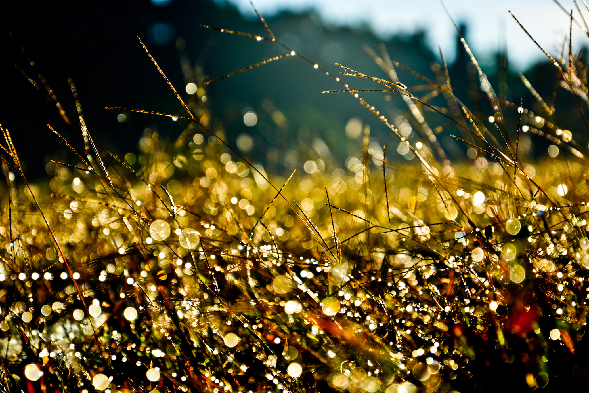 Nikon AF-S Nikkor 400mm F2.8D ED-IF II sample photo. Bokeh photography